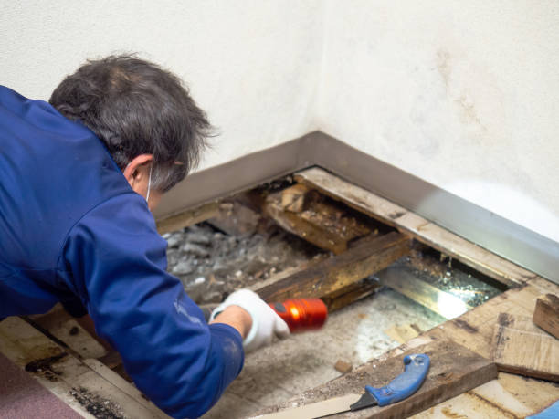 Best Residential Mold Remediation in Pauls Valley, OK