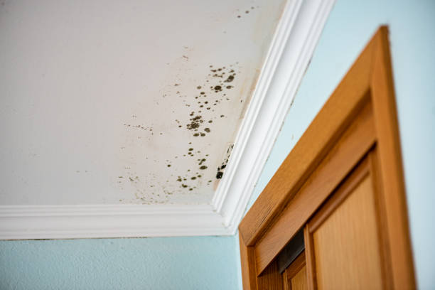 Best Post-Flood Mold Remediation in Pauls Valley, OK