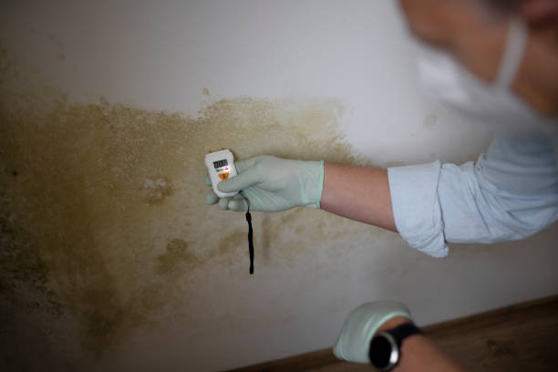 Best Black Mold Remediation in Pauls Valley, OK