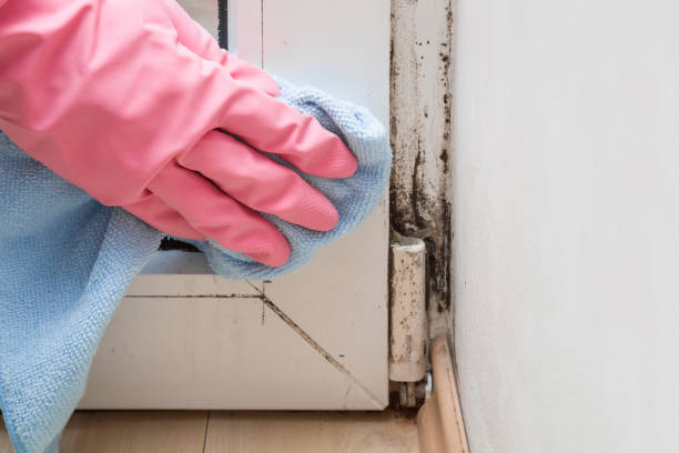 Trusted Pauls Valley, OK Mold Remediation Experts