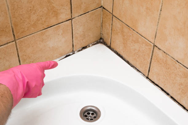 Best Kitchen Mold Remediation in Pauls Valley, OK